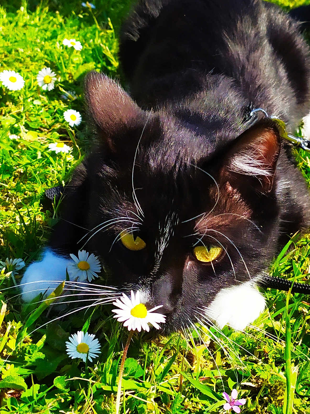 Yoda a rejoint le concours — aidez-le/la à gagner de superbes lots ! cat, black_and_white, yellow_eyes, grass, daisy, flower, outdoor, nature, whiskers, close_up, pet, animal, greenery, sunlight, curious, garden, flora, paws, meadow, leaves