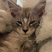 Mango participe au concours pour gagner de l'argent avec cette photo : kitten, cat, furry, cozy, blanket, sleepy, closeup, pet, animal, cute, tabby, whiskers, ears, soft, fur, relaxed, indoors, comfort, resting, face