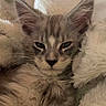 kitten, cat, furry, cozy, blanket, sleepy, closeup, pet, animal, cute, tabby, whiskers, ears, soft, fur, relaxed, indoors, comfort, resting, face