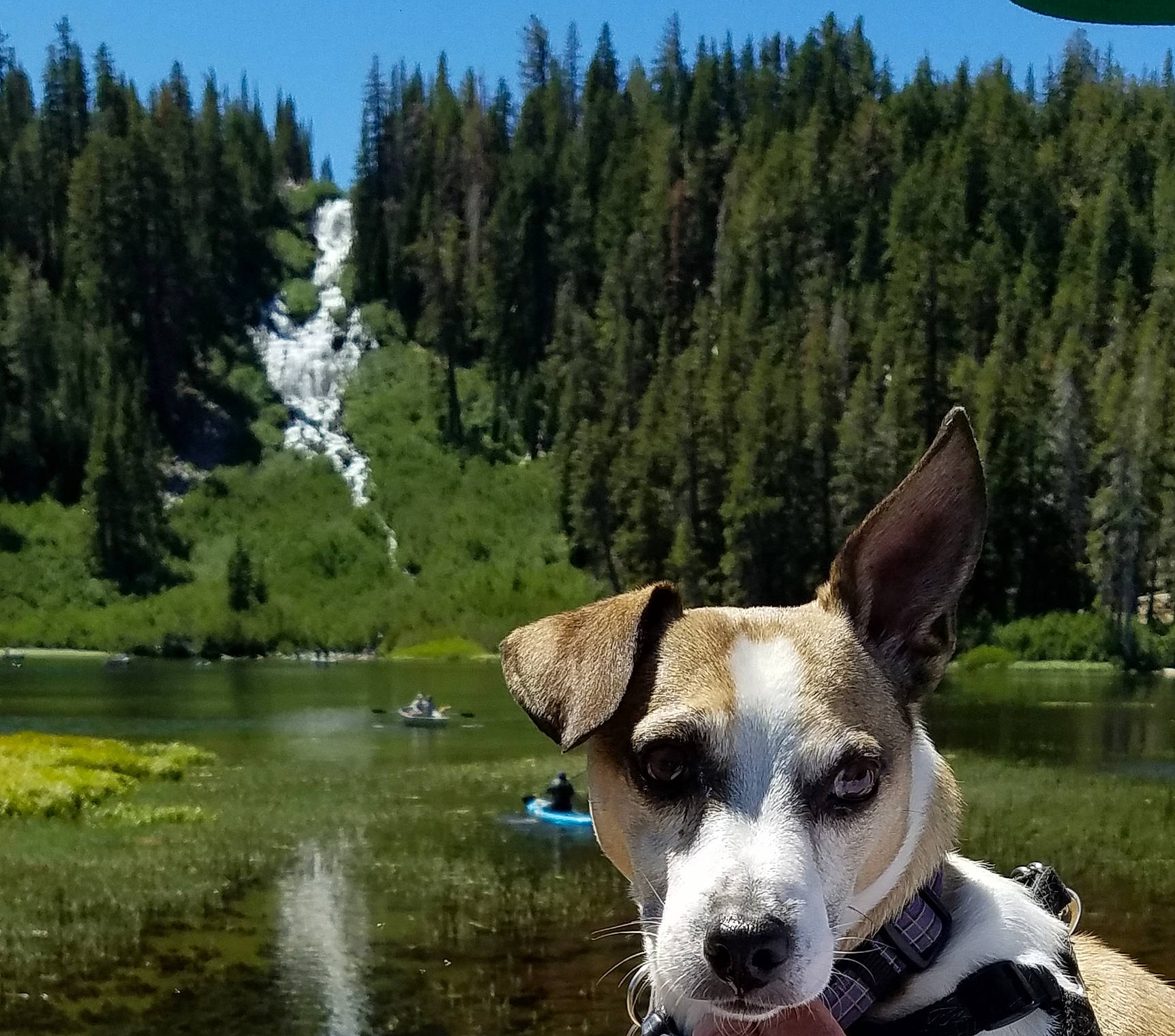 Jupiter joined the competition — help win amazing prizes! carnivore, collar, companion_dog, dog, dog_breed, fawn, green, lake, landscape, larch, mountain, natural_landscape, plant, recreation, sky, snout, sporting_group, tree, water, working_animal