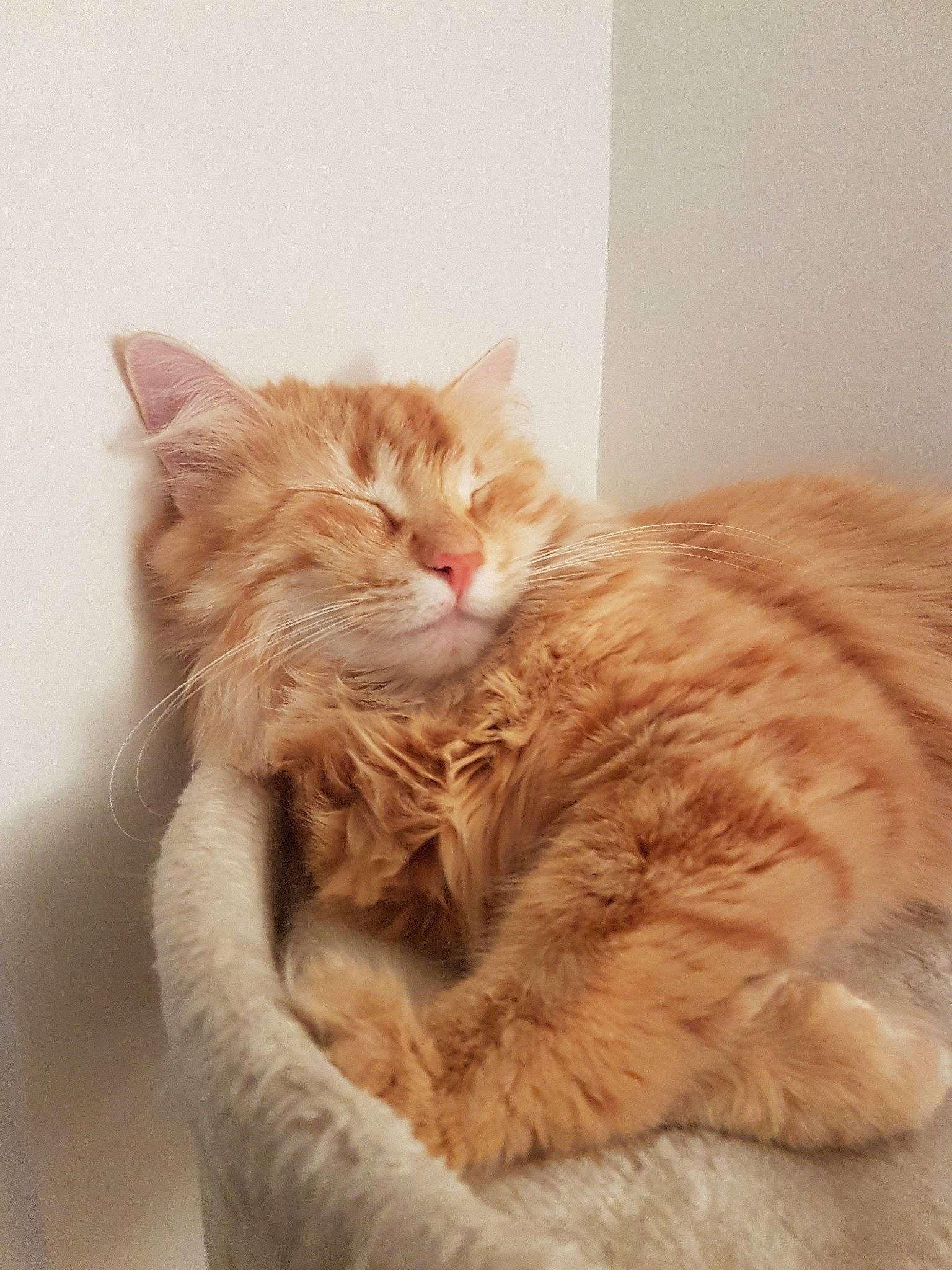 Pollen participe au concours pour gagner de l'argent avec cette photo : british_semi_longhair, carnivore, cat, cymric, domestic_long_haired_cat, ear, european_shorthair, fawn, felidae, fur, kitten, maine_coon, mammal, norwegian_forest_cat, ragamuffin, siberian, small_to_medium_sized_cats, tabby_cat, tail, whiskers