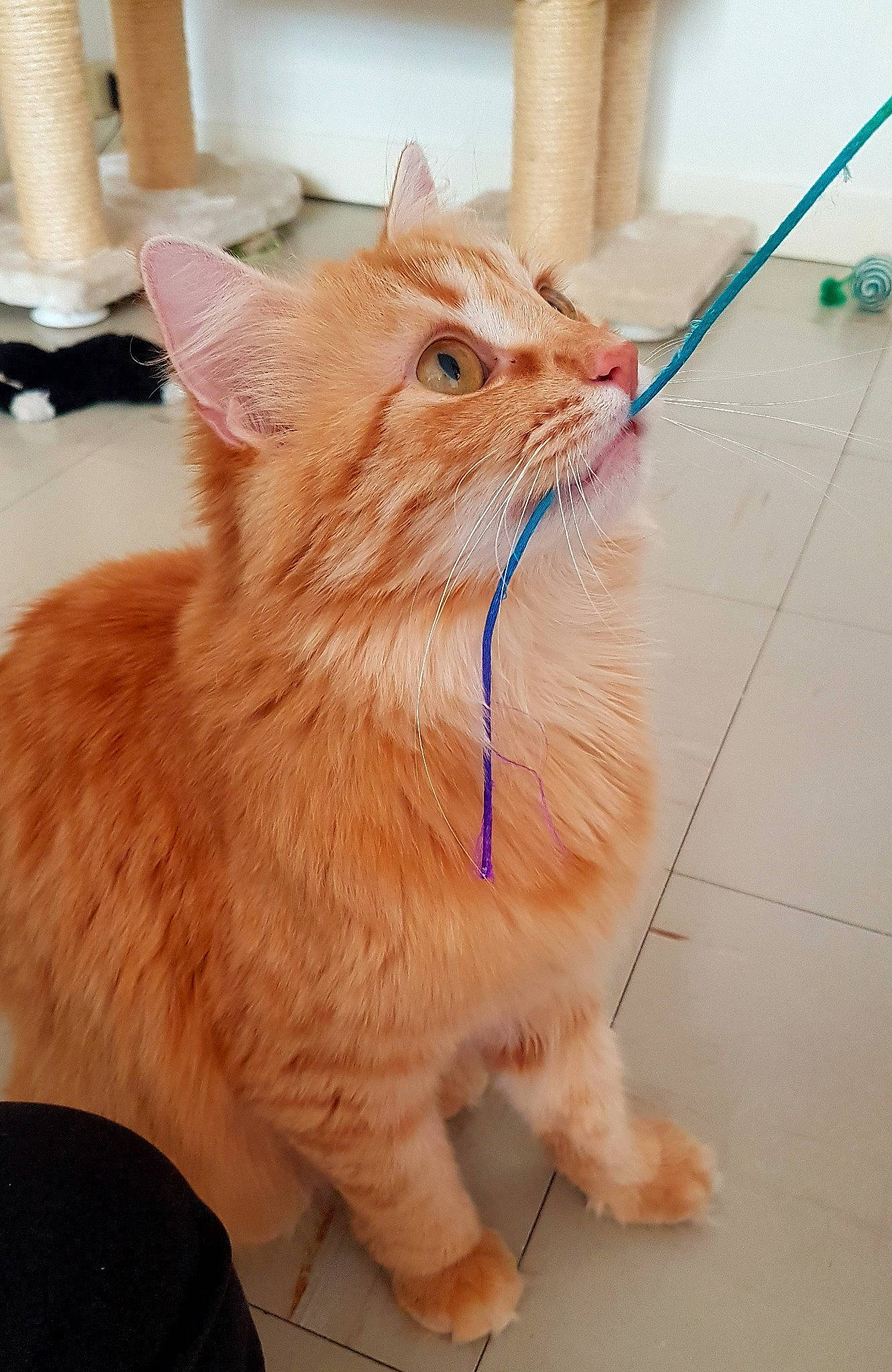 Pollen a rejoint le concours — aidez-le/la à gagner de superbes lots ! aegean_cat, carnivore, cat, cymric, domestic_short_haired_cat, ear, european_shorthair, eye, fawn, felidae, fur, kitten, mammal, munchkin, persian, small_to_medium_sized_cats, snout, tabby_cat, tail, whiskers