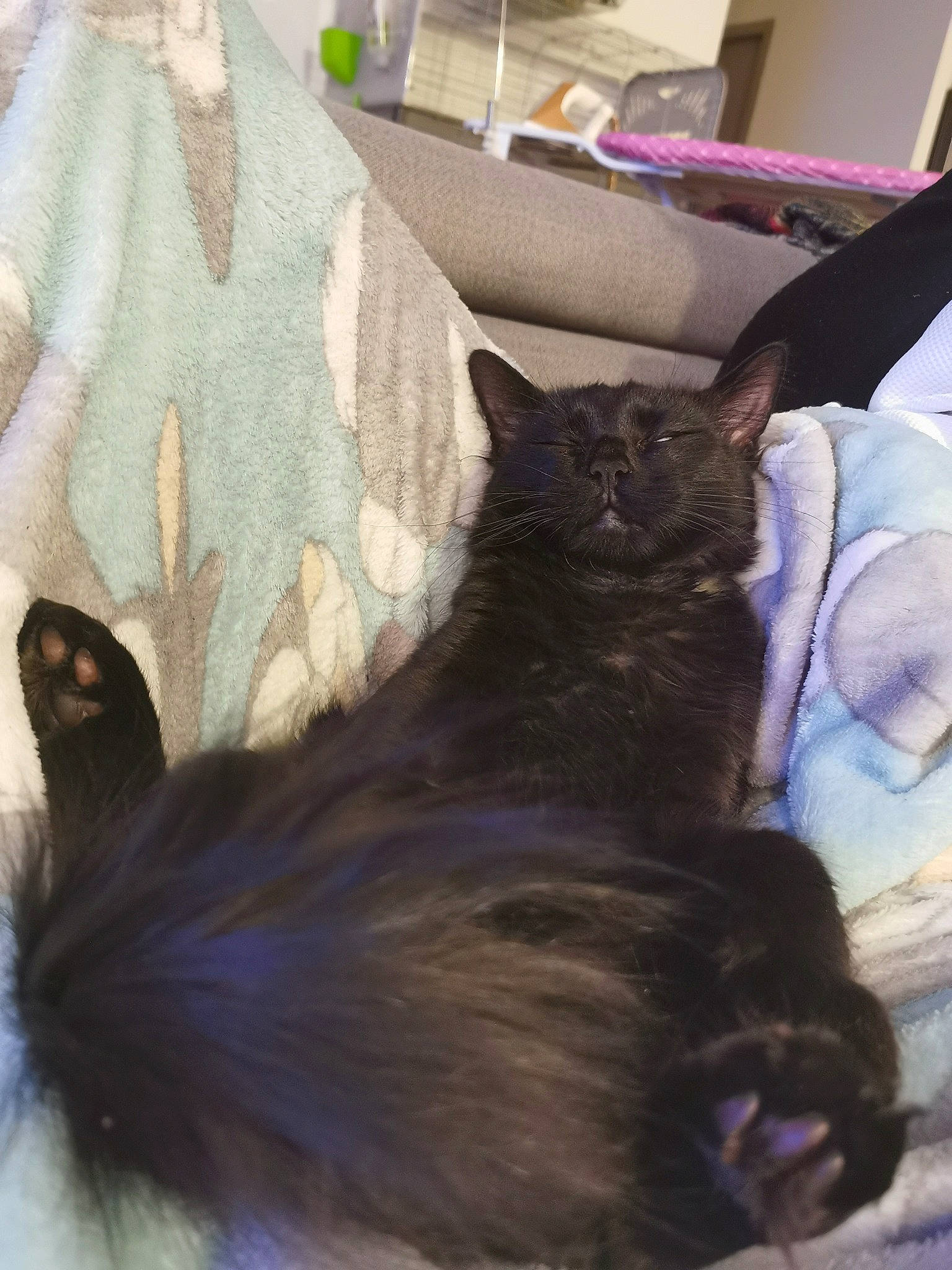 Bane participe au concours pour gagner de l'argent avec cette photo : bed, black_cat, carnivore, cat, claw, comfort, dog_breed, domestic_short_haired_cat, fawn, felidae, fur, grey, liver, mammal, small_to_medium_sized_cats, snout, tail, textile, vertebrate, whiskers