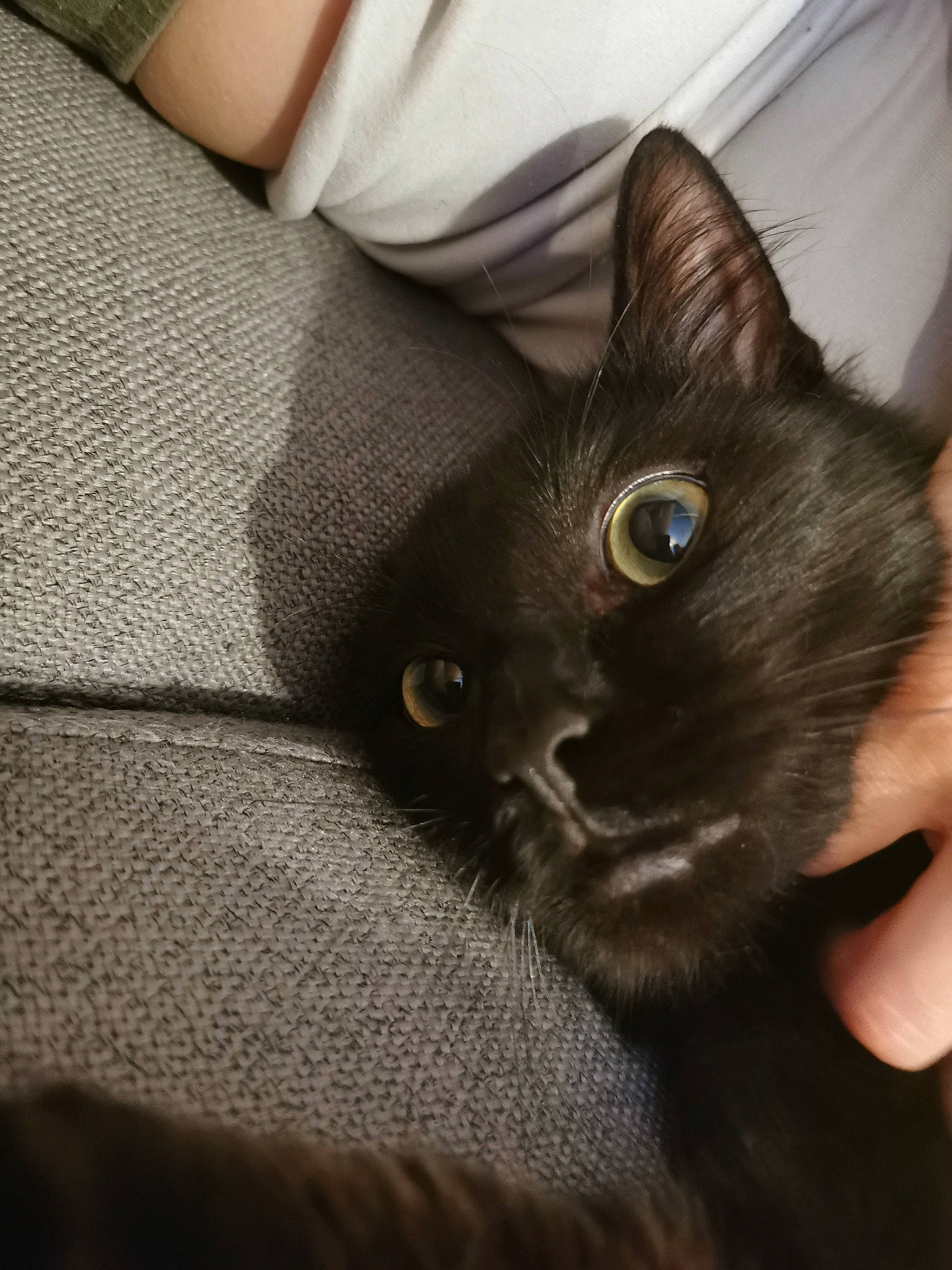 Bane a rejoint le concours — aidez-le/la à gagner de superbes lots ! black_cat, bombay, carnivore, cat, claw, comfort, domestic_short_haired_cat, ear, felidae, fur, grey, havana_brown, iris, leg, paw, small_to_medium_sized_cats, snout, tail, whiskers