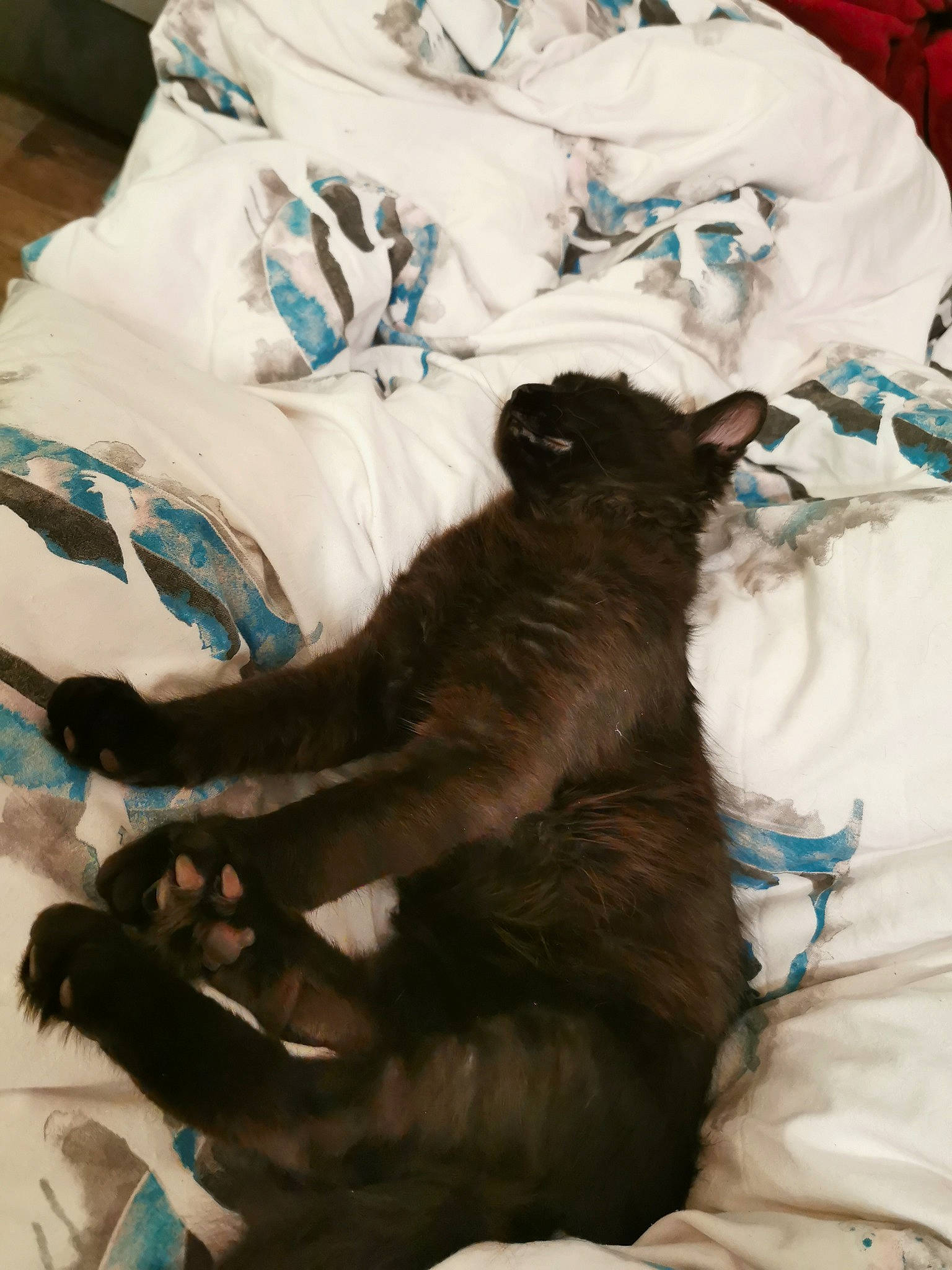 Bane participe au concours pour gagner de l'argent avec cette photo : bed, carnivore, cat, claw, comfort, companion_dog, dog_breed, domestic_short_haired_cat, duvet, felidae, fur, grey, linens, nap, paw, small_to_medium_sized_cats, sporting_group, tail, textile, whiskers