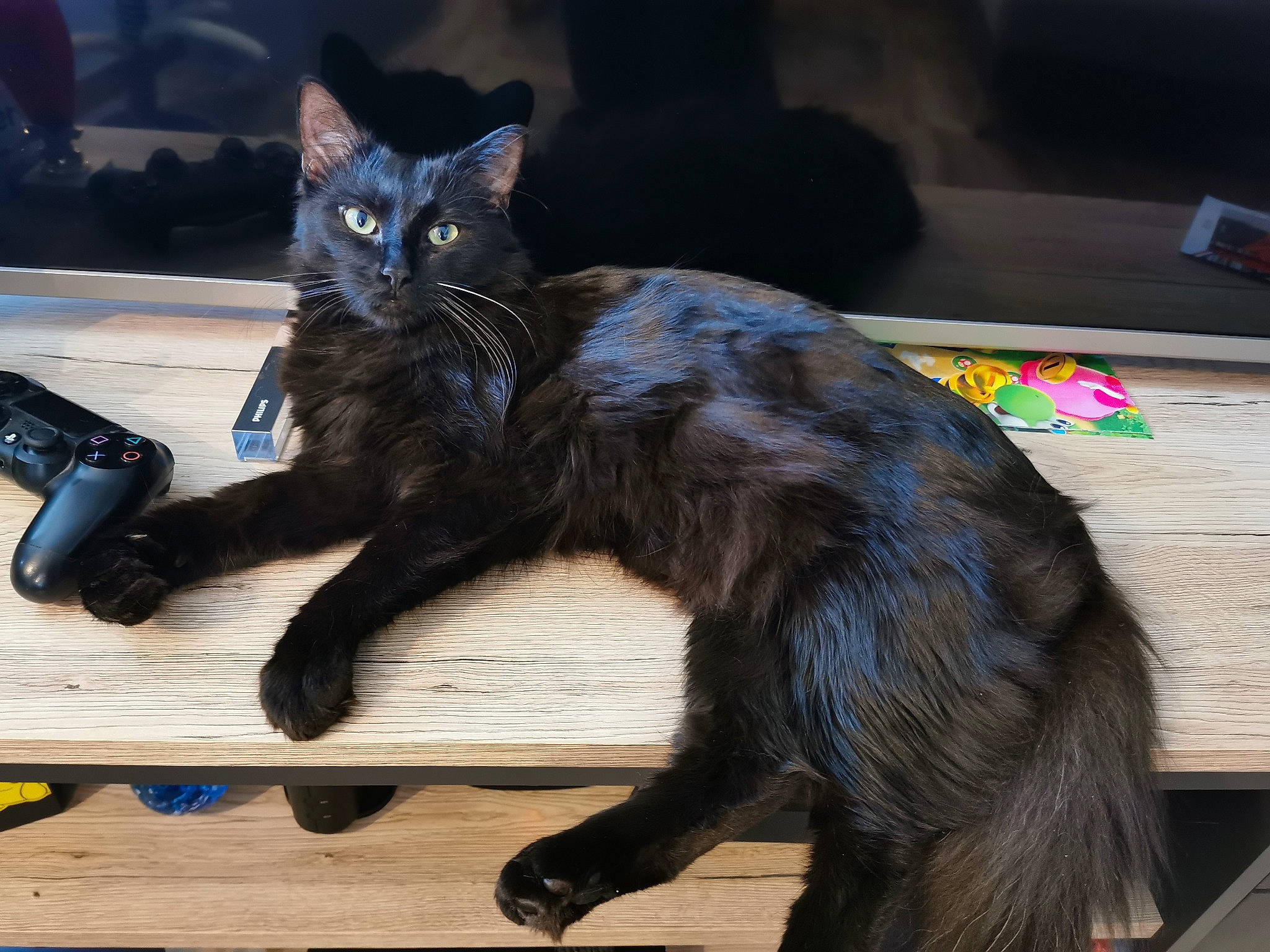 Bane participe au concours pour gagner de l'argent avec cette photo : black_cat, bombay, carnivore, cat, claw, domestic_short_haired_cat, electric_blue, felidae, foot, fur, lap, paw, sitting, small_to_medium_sized_cats, snout, tail, terrestrial_animal, whiskers