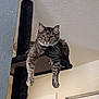 cat, tabby, indoor, cat_tree, relaxed, feline, pet, dangling_legs, black, fur, whiskers, ears, eyes, home, wall, door, ceiling, animal, resting, domestic