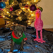 Harley joined the competition — help win amazing prizes! christmas, christmas_decoration, christmas_tree, decor, dog, dog_like_mammal, event, holiday, plant, tree