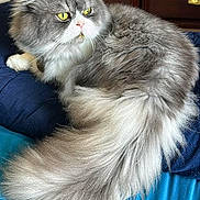 Gucci is registered to the contest to win money with this photo: cat, long_hair, fluffy_tail, yellow_eyes, pet, indoor, bed, blanket, dresser, close_up, portrait, whiskers, gray_and_white, feline, paws, fur, resting, curious, domestic_cat, living_room