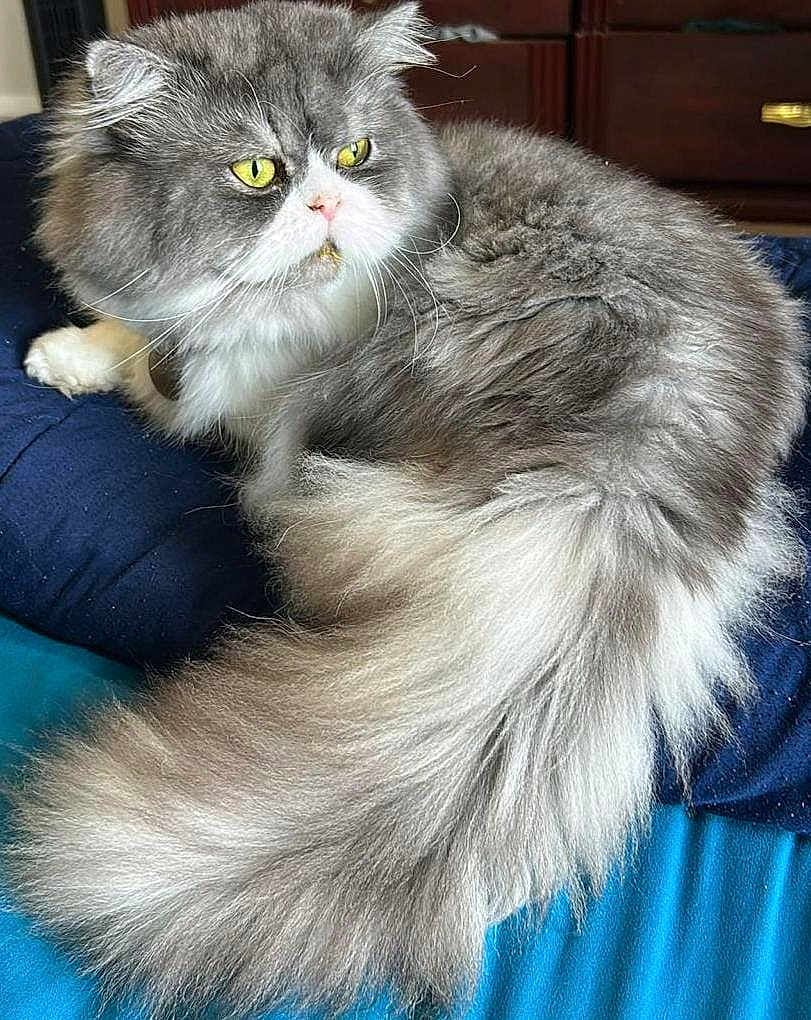 Gucci is registered to the contest to win money with this photo: cat, long_hair, fluffy_tail, yellow_eyes, pet, indoor, bed, blanket, dresser, close_up, portrait, whiskers, gray_and_white, feline, paws, fur, resting, curious, domestic_cat, living_room