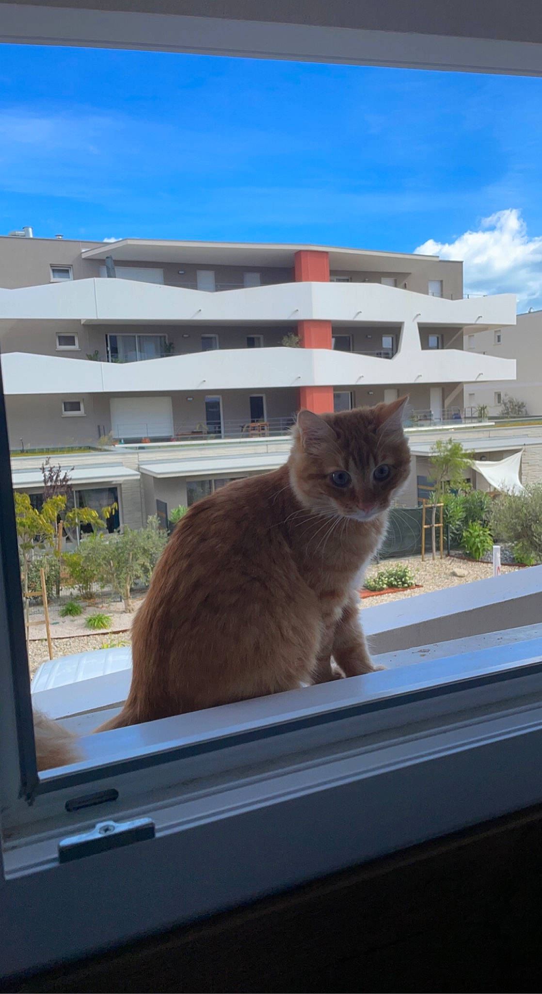 Kyo a rejoint le concours — aidez-le/la à gagner de superbes lots ! azure, building, carnivore, cat, cloud, domestic_short_haired_cat, fawn, felidae, glass, house, plant, roof, shade, sky, small_to_medium_sized_cats, tail, tints_and_shades, whiskers, window, wood