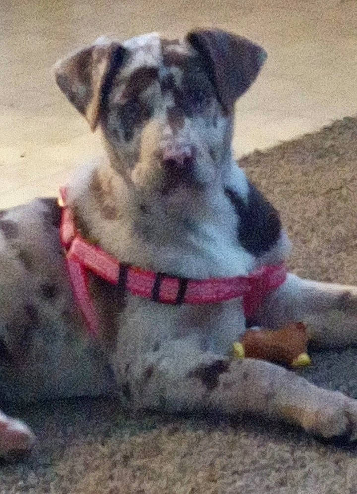 Ahyoka is registered to the contest to win money with this photo: canidae, carnivore, collar, companion_dog, dog, dog_breed, dog_clothes, dog_collar, dog_supply, fashion_accessory, fawn, fur, leash, paw, pet_supply, snout, sporting_group, tail, whiskers, working_animal