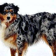 Sadie Mae is registered to the contest to win money with this photo: dog, australian_shepherd, snow, outdoor, animal, pet, fur, winter, standing, canine, mammal, nature, alert, multicolor, white_background, cold, beautiful, curious, loyal, portrait