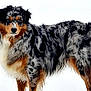 dog, australian_shepherd, snow, outdoor, animal, pet, fur, winter, standing, canine, mammal, nature, alert, multicolor, white_background, cold, beautiful, curious, loyal, portrait