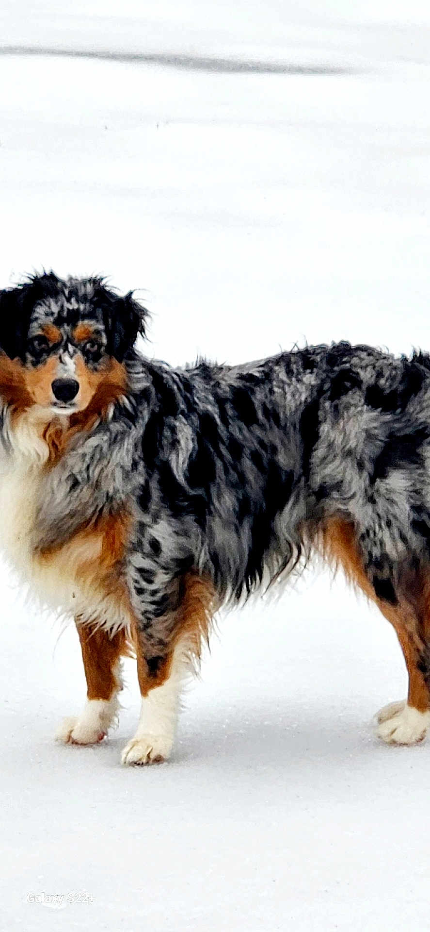 Sadie Mae is registered to the contest to win money with this photo: dog, australian_shepherd, snow, outdoor, animal, pet, fur, winter, standing, canine, mammal, nature, alert, multicolor, white_background, cold, beautiful, curious, loyal, portrait