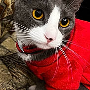 Prettykitty joined the competition — help win amazing prizes! cat, animal, pet, feline, close_up, red_sweater, golden_eyes, whiskers, grey_fur, white_fur, indoor, curious, cozy, fabric, pattern, sitting, portrait, cute, domestic, furry