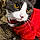 Prettykitty