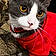 Prettykitty