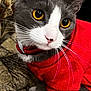 cat, animal, pet, feline, close_up, red_sweater, golden_eyes, whiskers, grey_fur, white_fur, indoor, curious, cozy, fabric, pattern, sitting, portrait, cute, domestic, furry