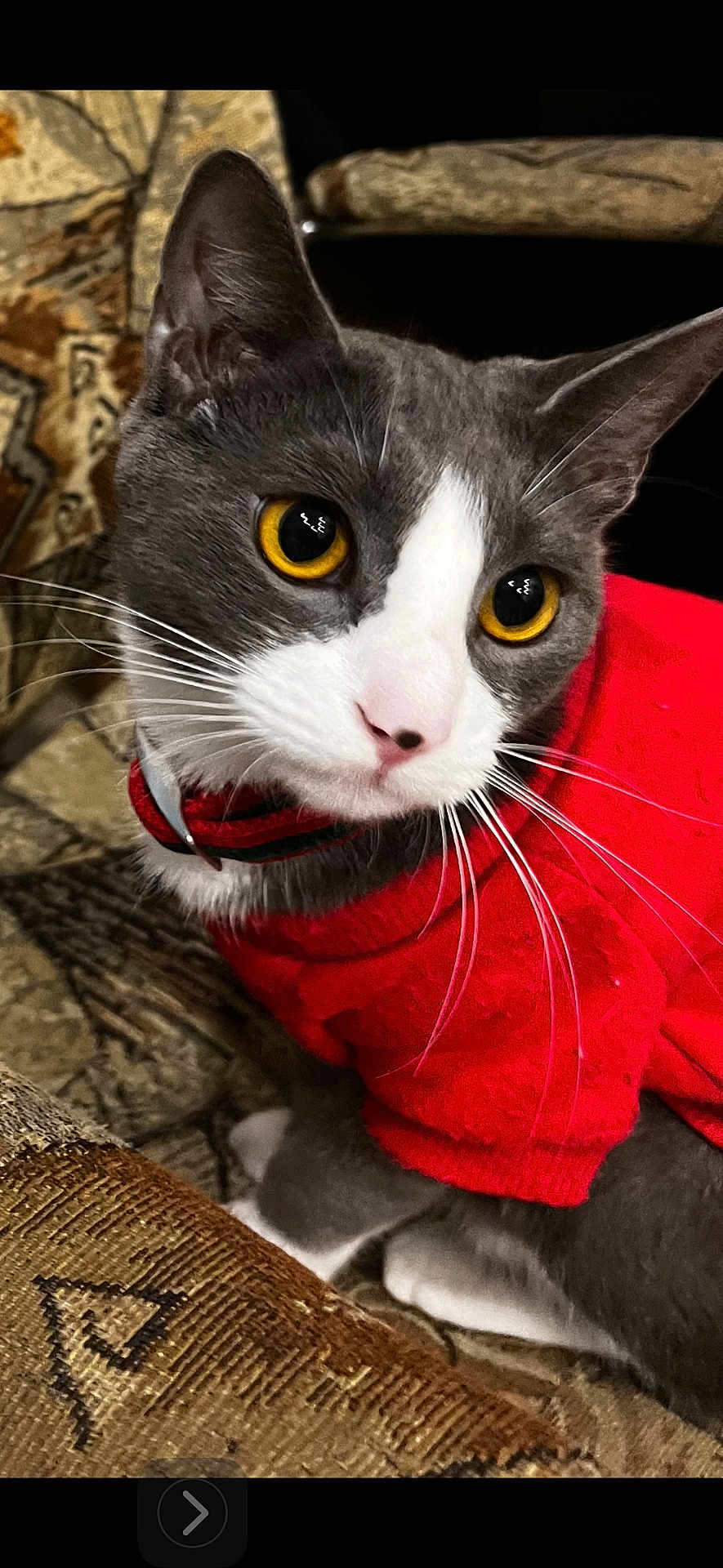 Prettykitty