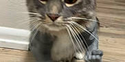 Abby is registered to the contest to win money with this photo: cat, gray_cat, white_paws, whiskers, indoor, floor, wooden_floor, walking, pet, feline, close_up, blurred, animal, home, domestic_cat, curious, front_paw, ears, face