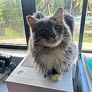 Abby joined the competition — help win amazing prizes! cat, fluffy_cat, gray_cat, white_cat, computer_tower, window, outdoor, greenery, pool, game_controller, notebooks, indoor, curious, pet, feline, whiskers, ears, paw, technology, desk