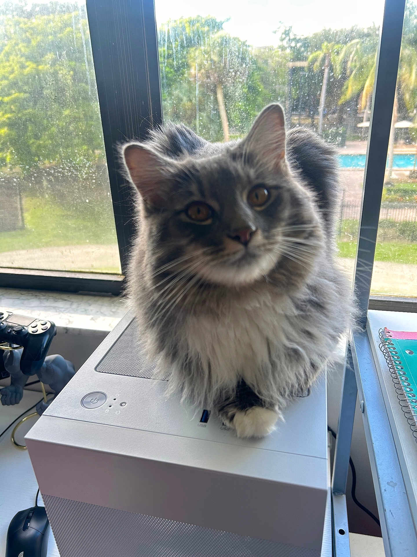 Abby joined the competition — help win amazing prizes! cat, fluffy_cat, gray_cat, white_cat, computer_tower, window, outdoor, greenery, pool, game_controller, notebooks, indoor, curious, pet, feline, whiskers, ears, paw, technology, desk