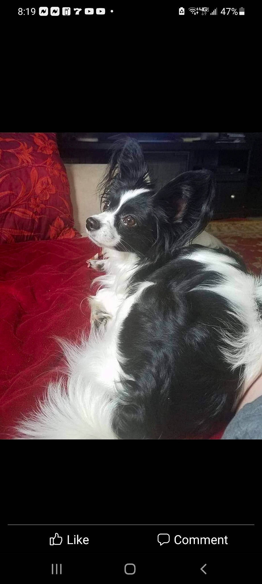 Otis is registered to the contest to win money with this photo: canidae, carnivore, comfort, companion_dog, dog, dog_breed, dog_collar, dog_supply, ear, fur, non_sporting_group, snout, sporting_group, tail, toy_dog, whiskers, working_animal