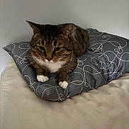 Benny is registered to the contest to win money with this photo: animal, bed, calm, cat, cozy, cute, domestic, feline, fur, home, indoor, laying_down, pet, pillow, relaxed, resting, sleepy, striped_fur, tabby, white_paws