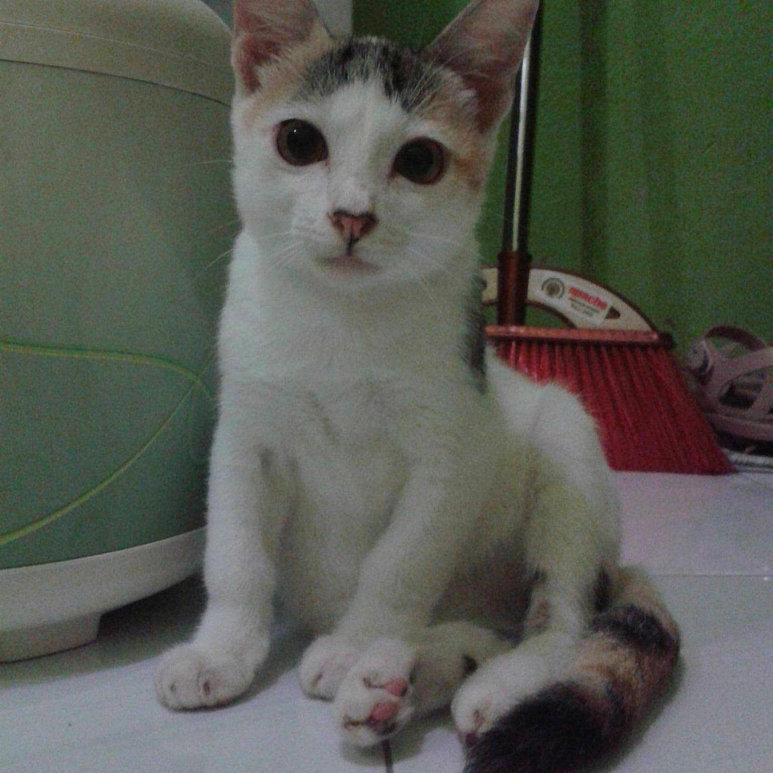 Mini joined the competition — help win amazing prizes!