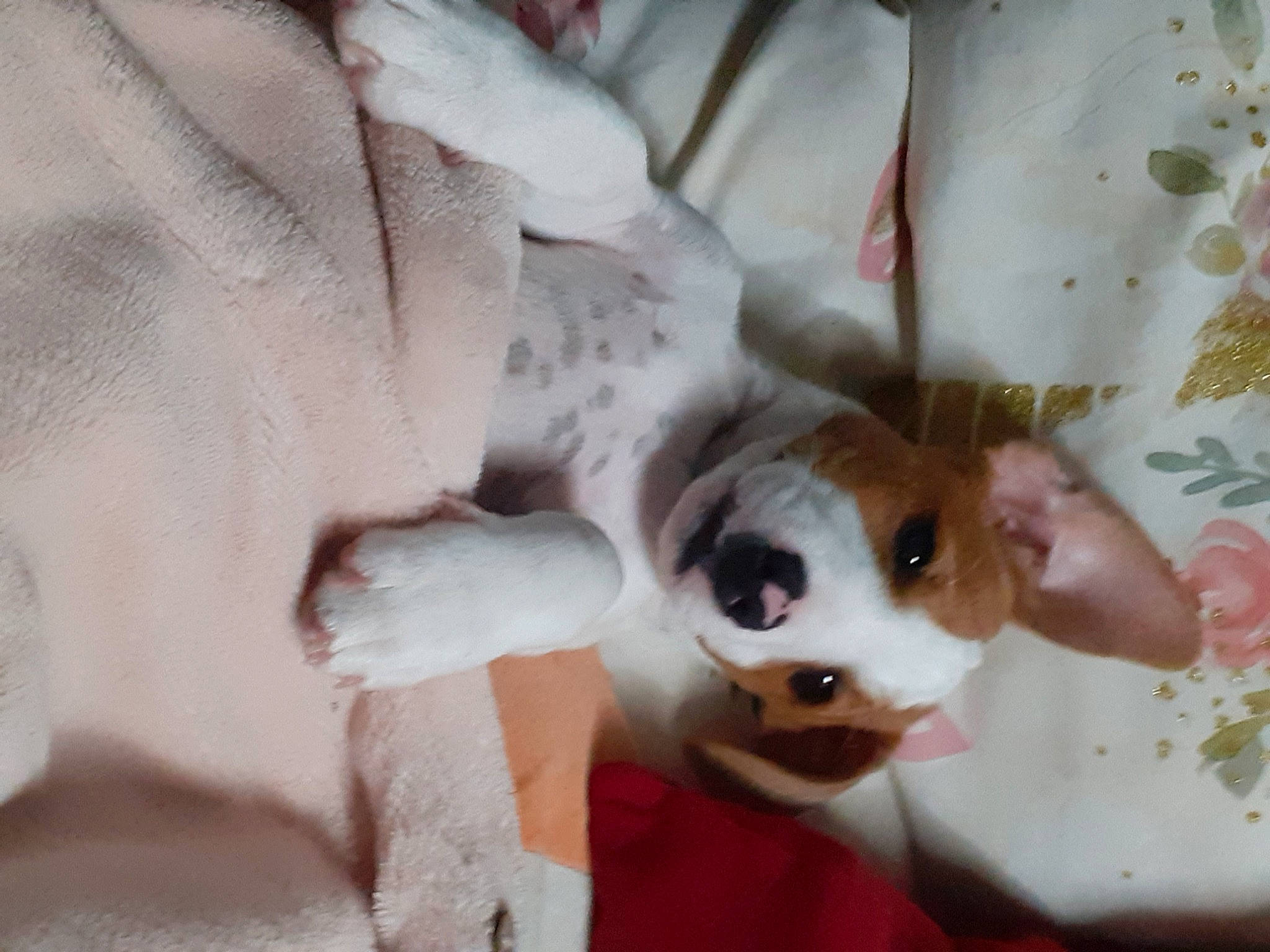 Sparrow a rejoint le concours — aidez-le/la à gagner de superbes lots ! boston_terrier, canidae, carnivore, comfort, companion_dog, dog, dog_breed, dog_supply, ear, fawn, felidae, fur, head, puppy_love, snout, sporting_group, tail, toy_dog, whiskers, working_animal