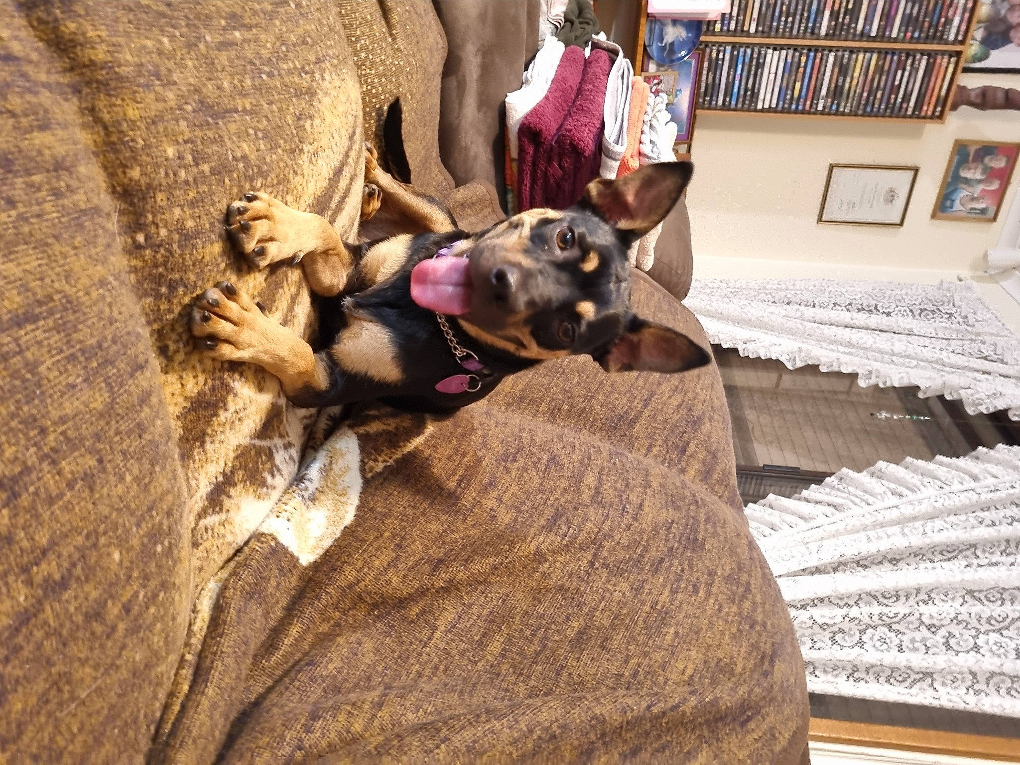 Rosie is registered to the contest to win money with this photo: bed, carnivore, comfort, companion_dog, dog, dog_breed, fawn, floor, flooring, fur, grey, hardwood, linens, living_room, picture_frame, shelf, sunglasses, tree, wood, working_animal