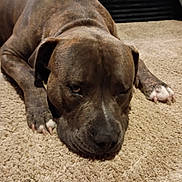 Camo is registered to the contest to win money with this photo: dog, brindle, carpet, lying_down, pet, canine, resting, close_up, fur, relaxed, indoor, animal, mammal, paw, sleepy, brown, white, nose, ears, face