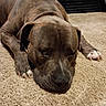 dog, brindle, carpet, lying_down, pet, canine, resting, close_up, fur, relaxed, indoor, animal, mammal, paw, sleepy, brown, white, nose, ears, face