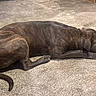 Camo joined the competition — help win amazing prizes! dog, brindle, carpet, indoor, sleeping, resting, pet, animal, fur, canine, cozy, home, relaxed, laying_down, paw, quiet, domestic, mammal, companion, cute