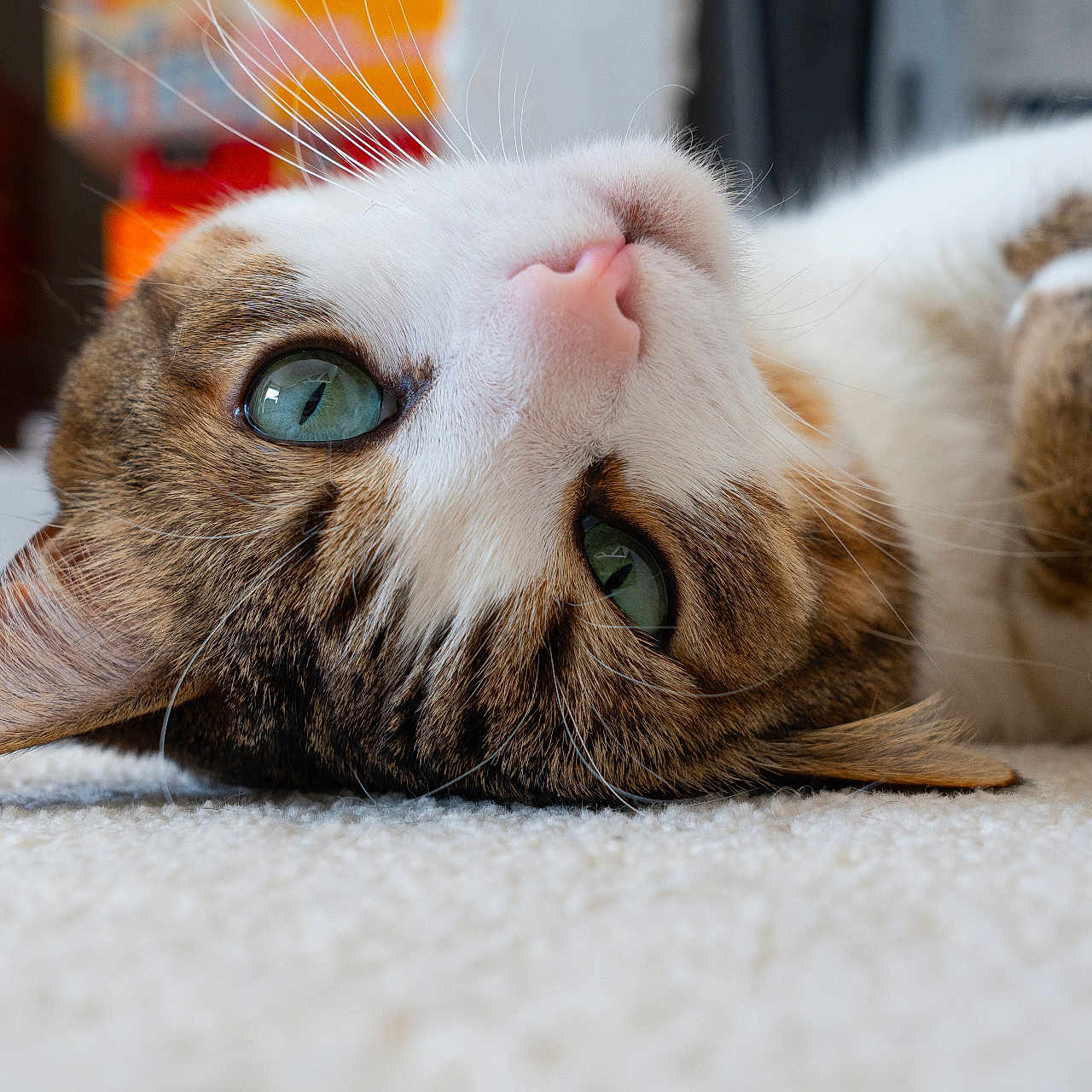 Samyou a rejoint le concours — aidez-le/la à gagner de superbes lots ! abyssinian, animal, cat, couch, furniture, hardwood, kitten, manx, pet, siamese, wood