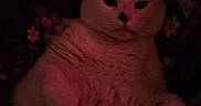 Dwight Shrute is registered to the contest to win money with this photo: animal, background, cat, cozy, cute, dim_light, ears, face, feline, floral_pattern, fluffy, fur, indoor, lying_down, paws, pet, red_tint, relaxed, resting, white_cat