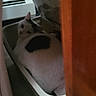 animal, bin, black_spot, cat, container, cozy, curious, floor, furniture, hidden, home, indoor, peek, pet, quiet, relaxed, resting, side_view, small_space, white_cat