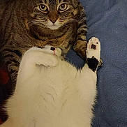 Dwight Shrute joined the competition — help win amazing prizes! animal, bed, blanket, cat, companion, cozy, cute, domestic, feline, fur, indoor, looking, lying_down, paw, pet, pillow, relaxed, resting, tabby_cat, white_cat