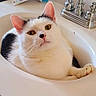 animal, bathroom, black_spots, cat, closeup, curious, cute, faucet, fur, golden_eyes, household, indoor, paw, pet, porcelain, relaxed, resting, sink, whiskers, white