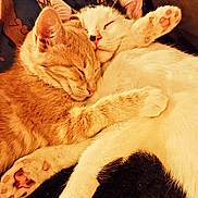 Dwight joined the competition — help win amazing prizes! cat, kitten, sleeping, snuggling, cute, feline, paw, fur, domestic_animal, pet, resting, close_up, indoor, cozy, companion, animal, adorable, friendship, warm, cuddle