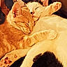 cat, kitten, sleeping, snuggling, cute, feline, paw, fur, domestic_animal, pet, resting, close_up, indoor, cozy, companion, animal, adorable, friendship, warm, cuddle
