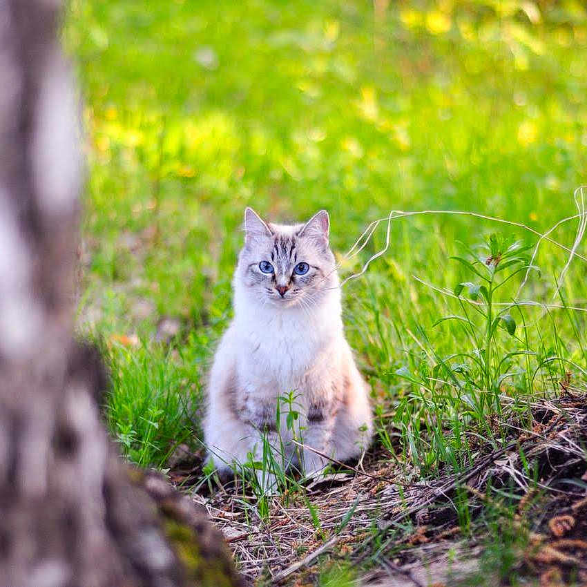 Muze a rejoint le concours — aidez-le/la à gagner de superbes lots ! angora, animal, cat, grass, kitten, land, manx, moss, nature, outdoors, pet, plant, scenery, siamese, soil, tree, treestump, treetrunk, vegetation, woodland