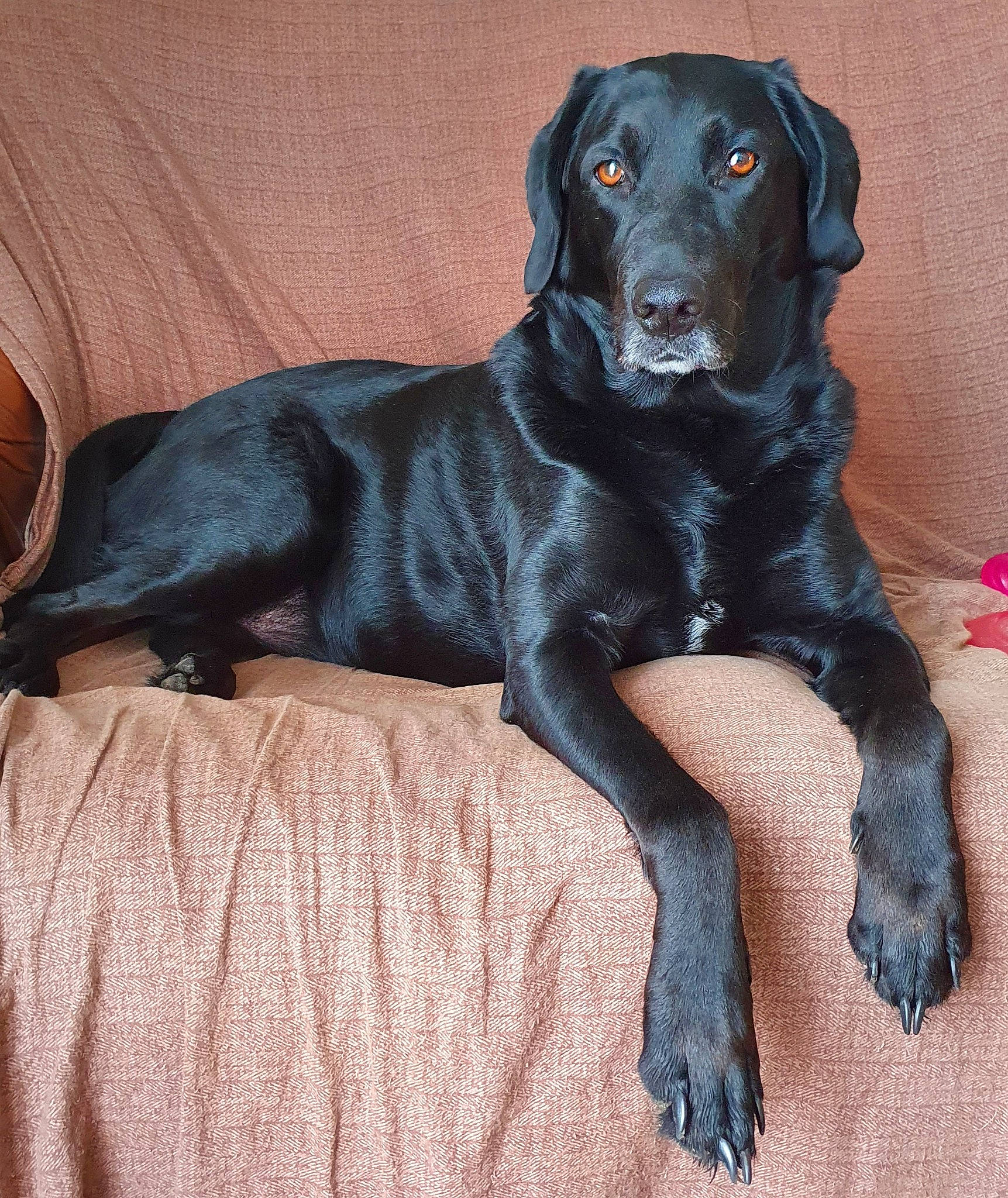 Mady participe au concours pour gagner de l'argent avec cette photo : borador, canidae, carnivore, companion_dog, dog, dog_breed, dog_collar, fur, gun_dog, hunting_dog, liver, retriever, snout, sporting_group, tail, terrestrial_animal, working_animal