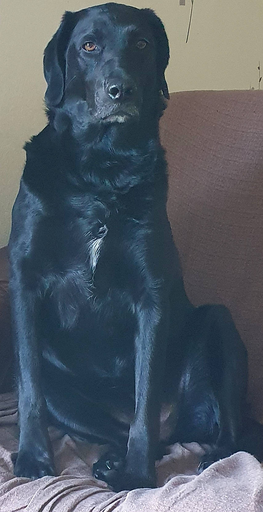 Mady a rejoint le concours — aidez-le/la à gagner de superbes lots ! black, black_cat, borador, canidae, carnivore, cat, companion_dog, dog, dog_breed, felidae, fur, guard_dog, labrador_retriever, mammal, patterdale_terrier, puppy, sporting_group, tail, whiskers