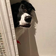 Marcelle a rejoint le concours — aidez-le/la à gagner de superbes lots ! animal, black_and_white, canine, curious, dog, doorframe, ears, expression, fur, head, indoor, looking, mouth, nose, peeking, pet, portrait, red_collar, shadow, wall