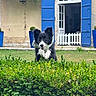 Marcelle participe au concours pour gagner de l'argent avec cette photo : animal, blue_shutters, border_collie, canine, daylight, dog, door, fence, garden, grass, greenery, hedge, house, nature, outdoor, pet, playful, potted_plant, window, yard