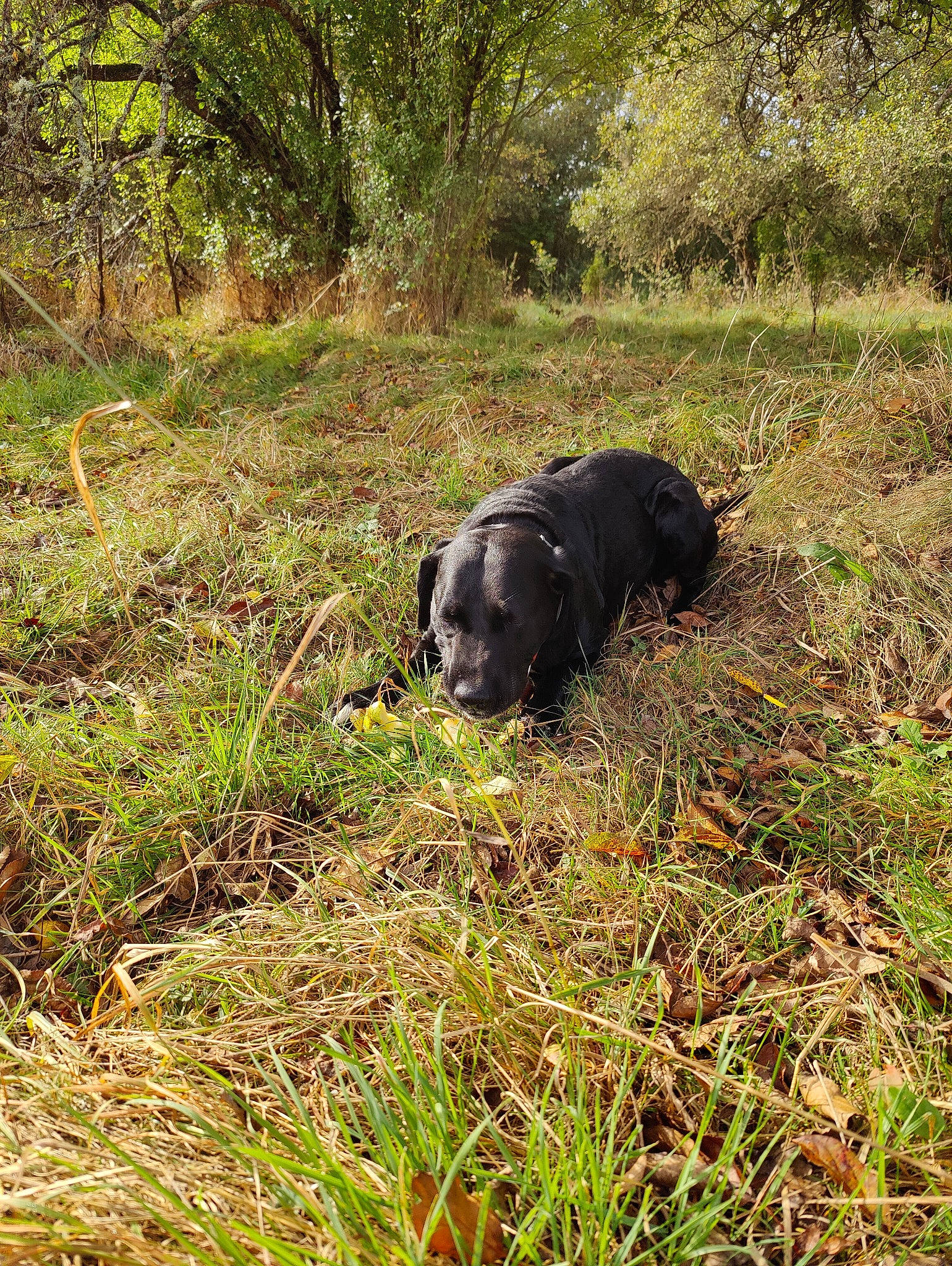 Goliath a rejoint le concours — aidez-le/la à gagner de superbes lots ! borador, canidae, carnivore, dog, dog_breed, grass, groundcover, gun_dog, hunting_dog, natural_landscape, plant, shrubland, soil, sporting_group, tail, terrestrial_animal, terrestrial_plant, tree, working_animal