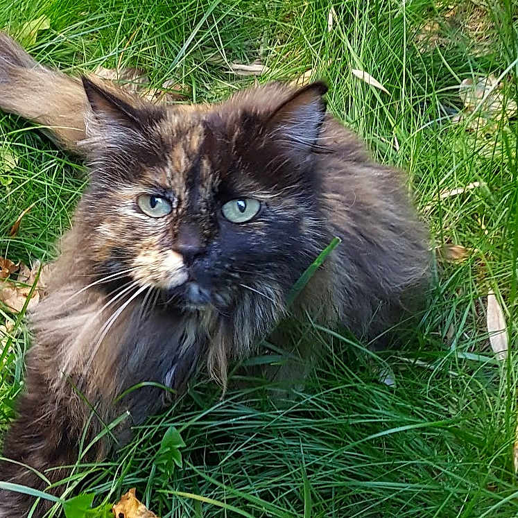 Belle