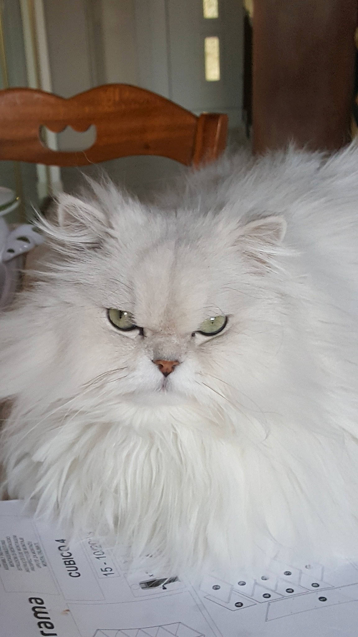Hermès a rejoint le concours — aidez-le/la à gagner de superbes lots ! asian_semi_longhair, british_longhair, british_semi_longhair, carnivore, cat, domestic_long_haired_cat, eye, felidae, fur, mammal, napoleon_cat, norwegian_forest_cat, persian, ragamuffin, ragdoll, small_to_medium_sized_cats, turkish_angora, vertebrate, whiskers, white